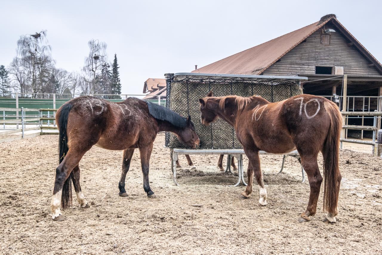 haybossfeeder im Paddock