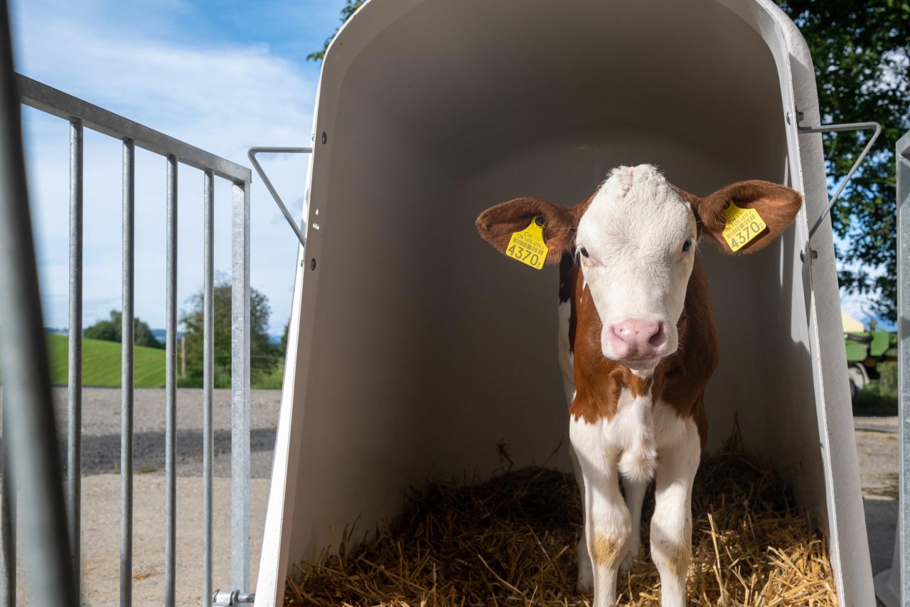 Ein Kalb das in einen Iglu steht