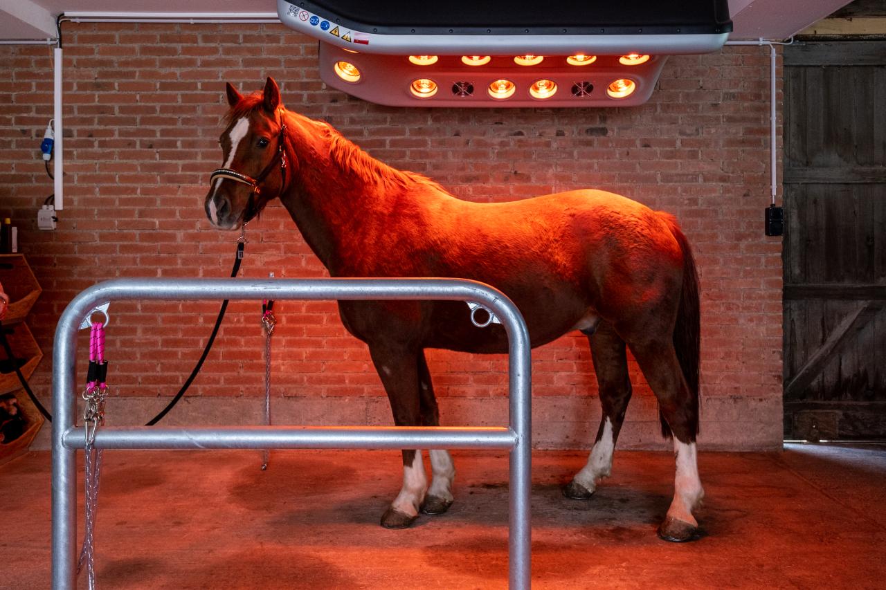 Pferd unter Solarium wärmend