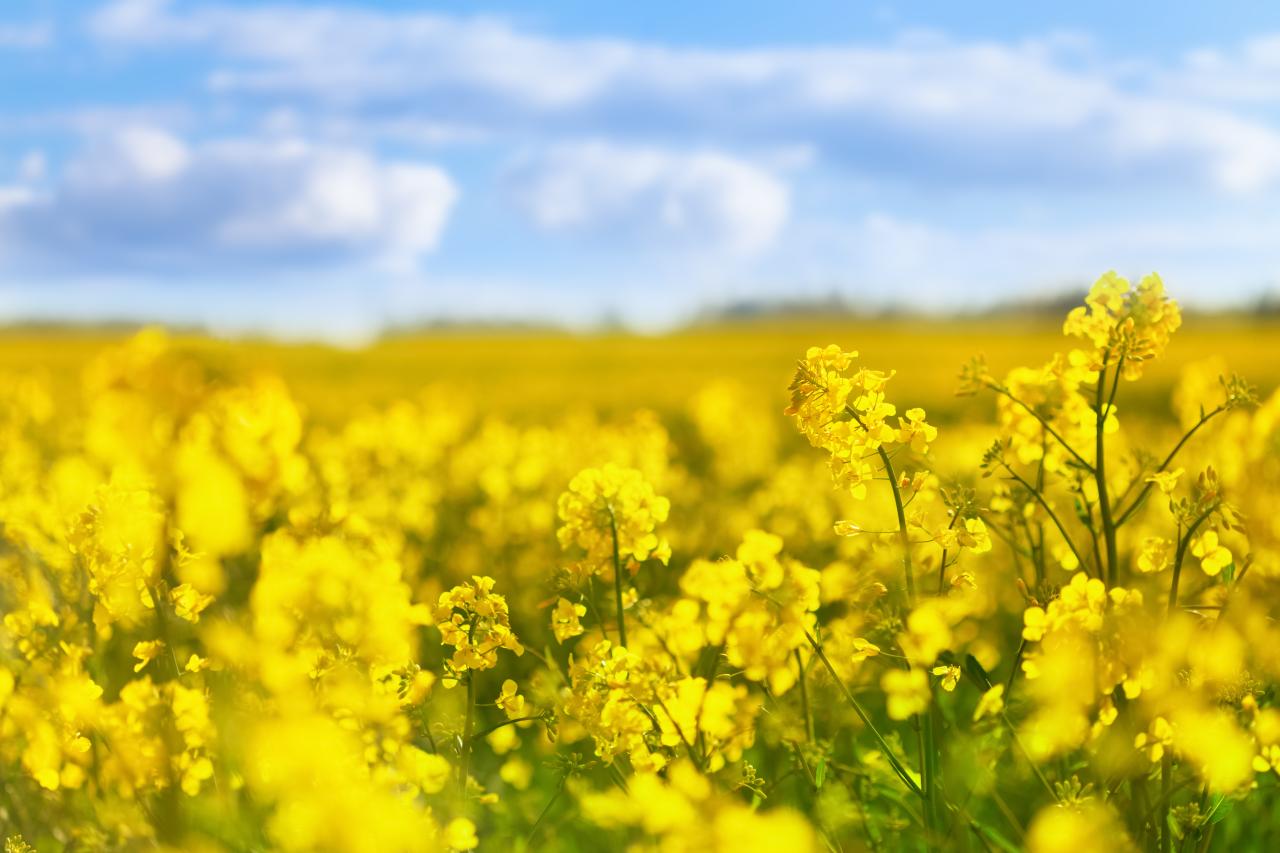 gelbes Rapsfeld mit blauem Himmel im Hintergrund