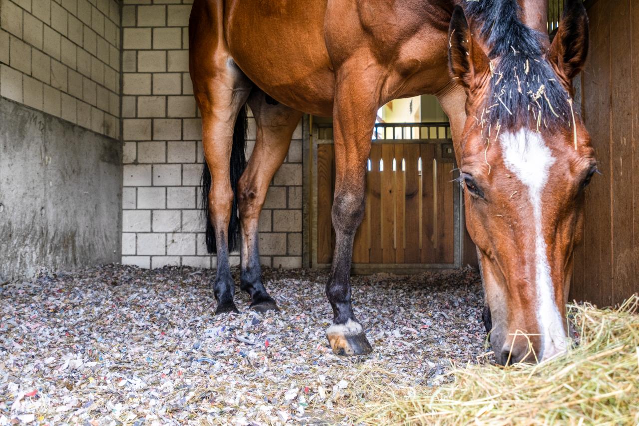 Pferd auf Papiereinstreu am Fressen von Heu