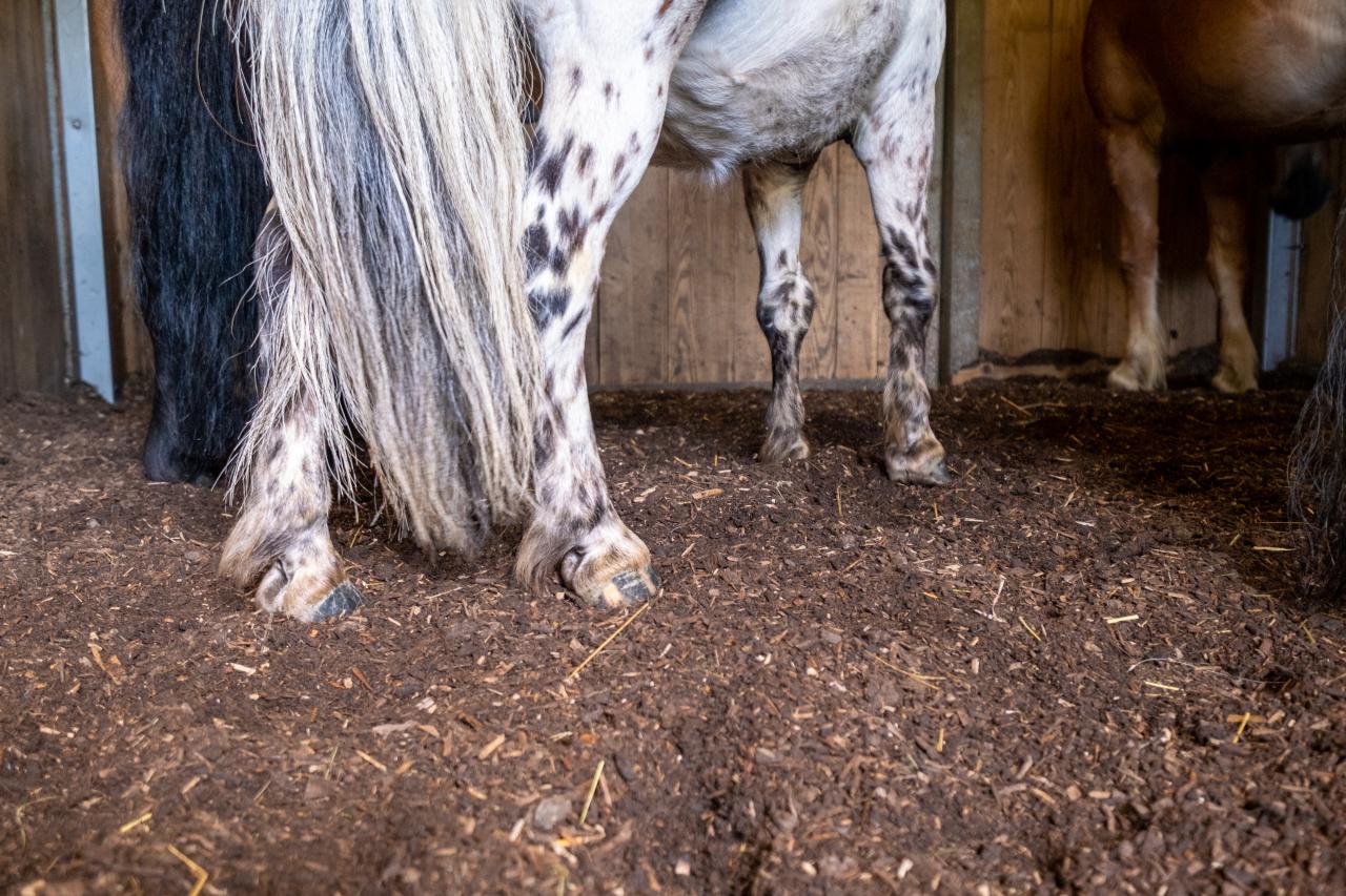 Ponybeine, welche auf Bio-Waldboden stehen