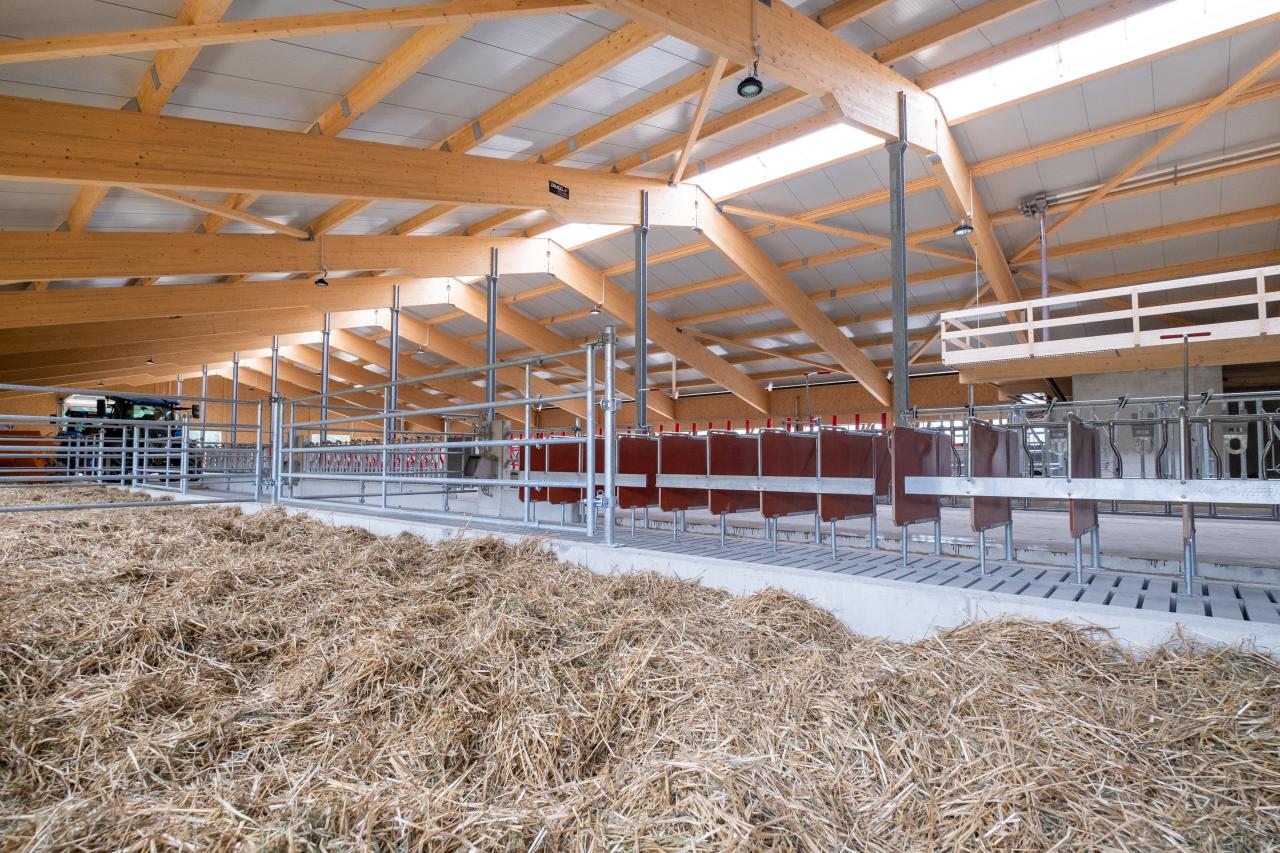 Bereich für Kälber im Stall