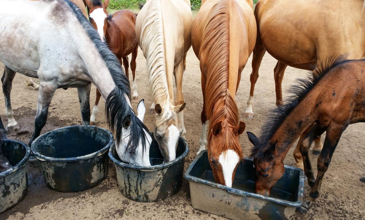Viele Pferde trinken aus dem kleinen Trögen