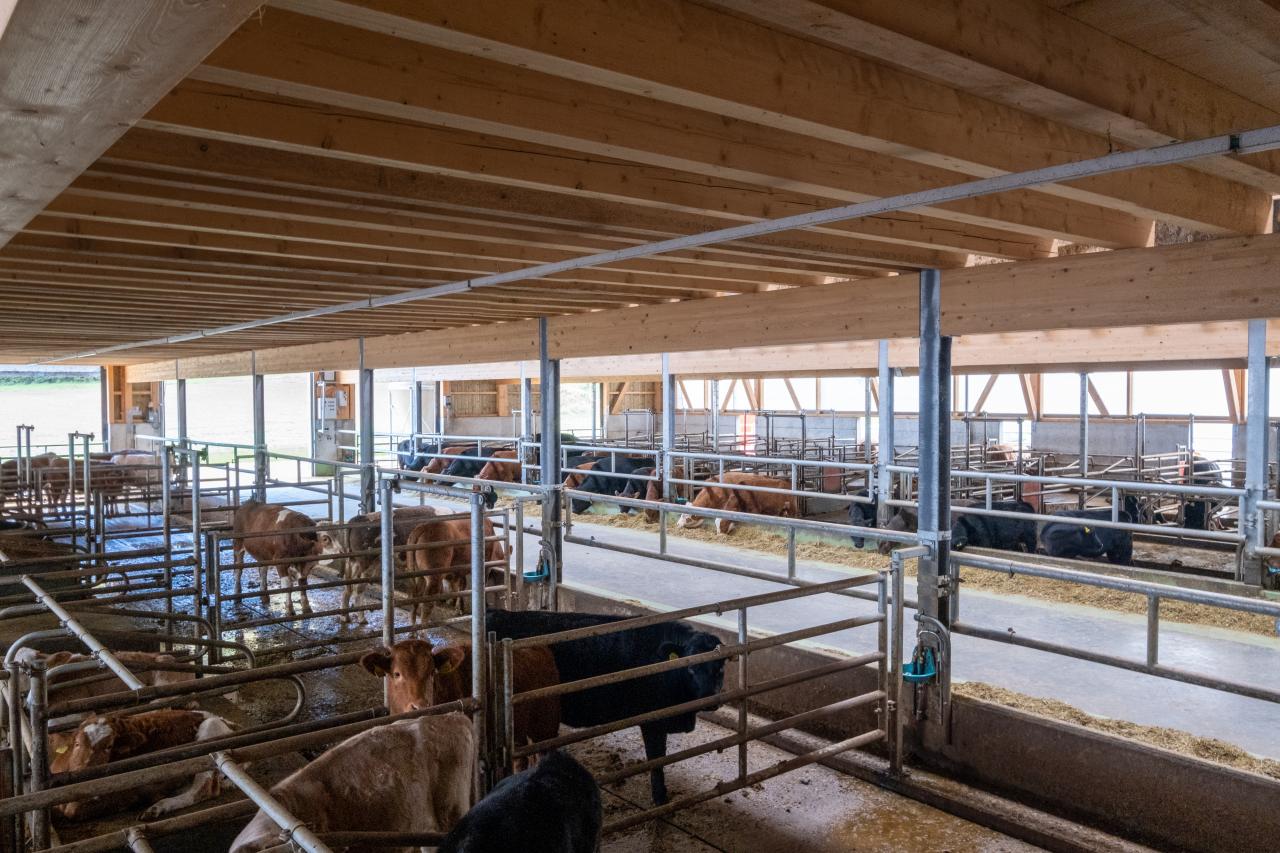 verschiedene-buchte-mastviehstall