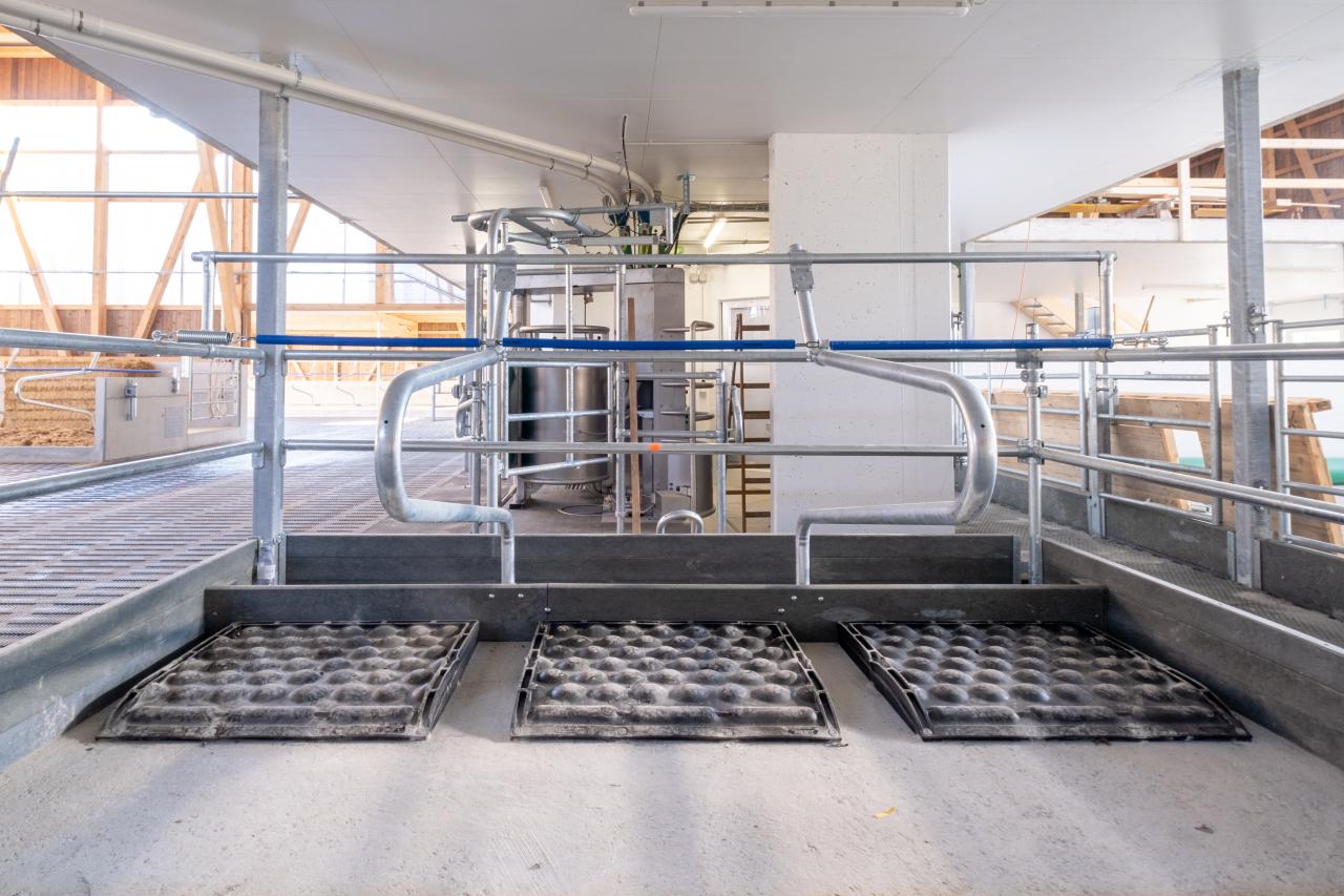 neue-liegeboxen-mit-polsta