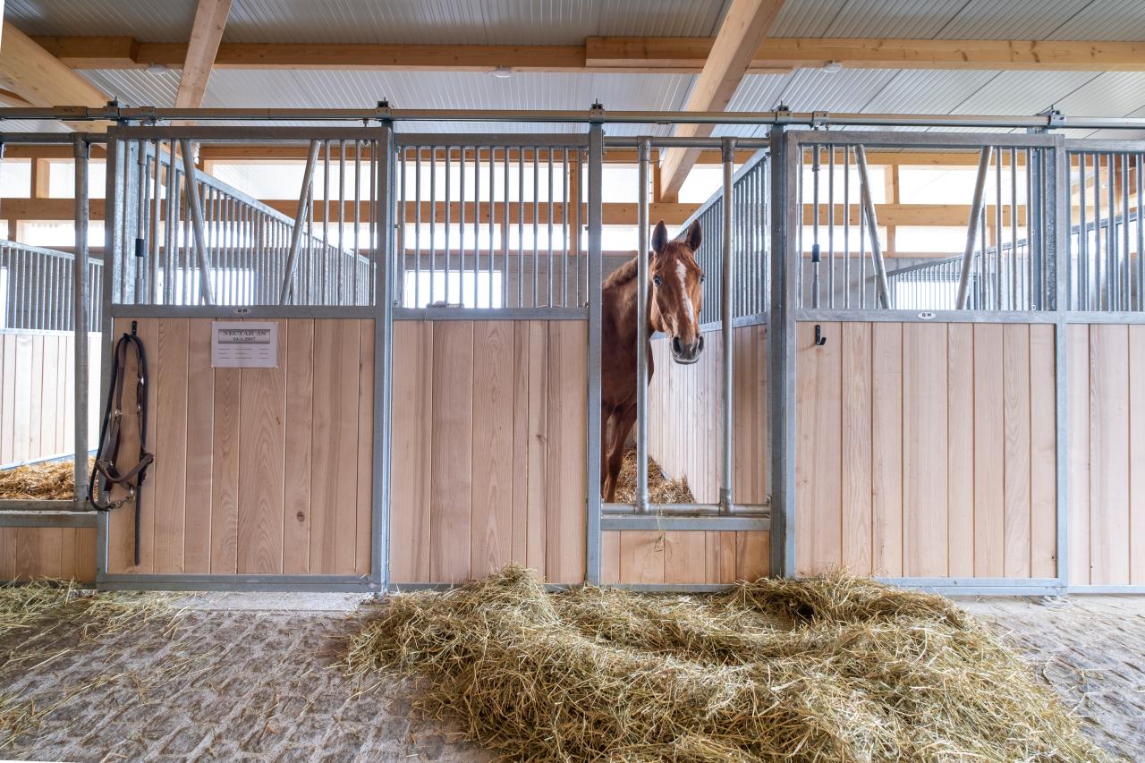 Pferdeboxen-mit-Fresszaun und pferd