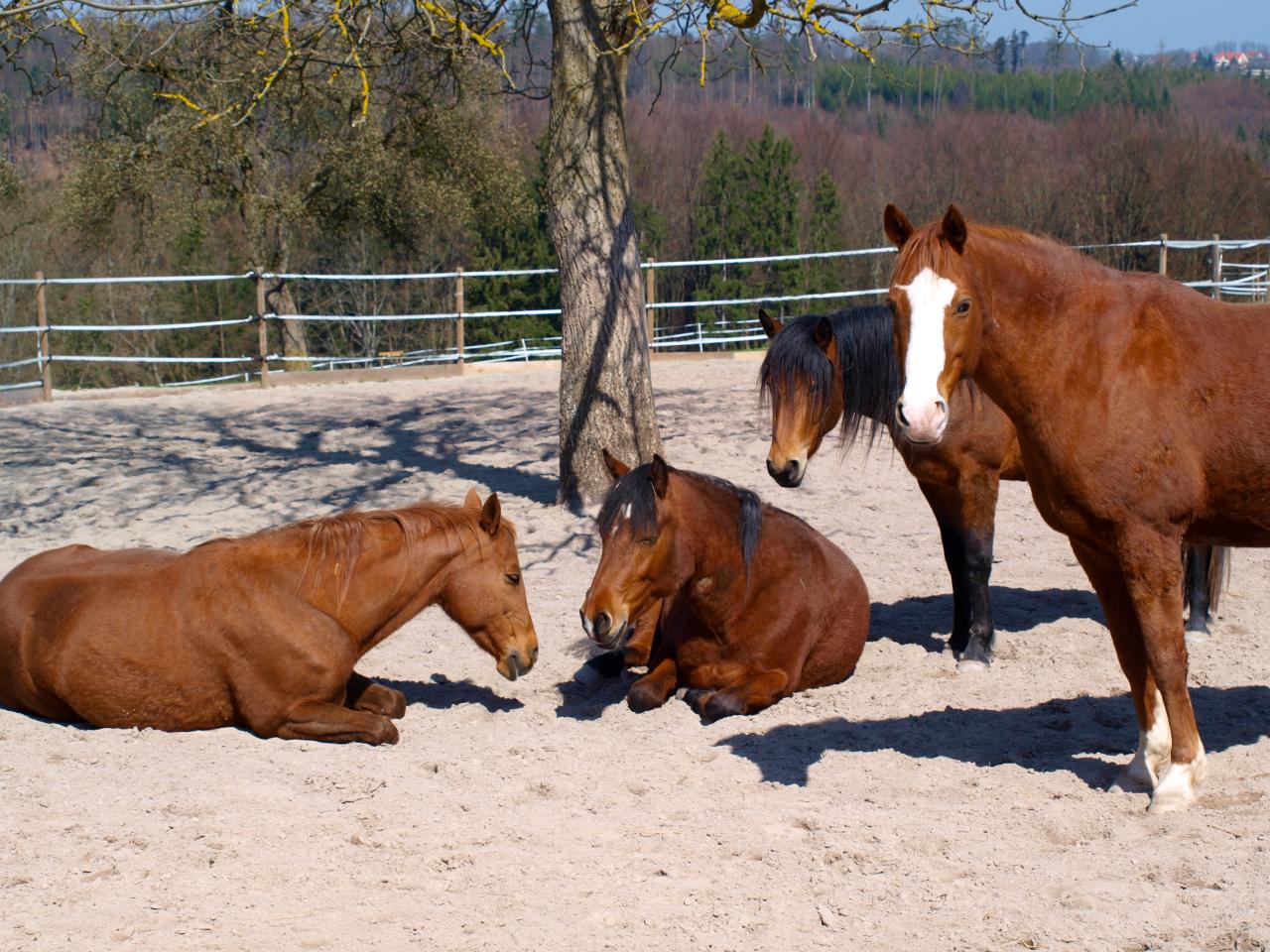 pferde-unter-baum-in-einem-paddock