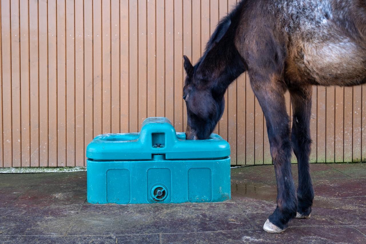 traenketrog-mit-pferd-paddock