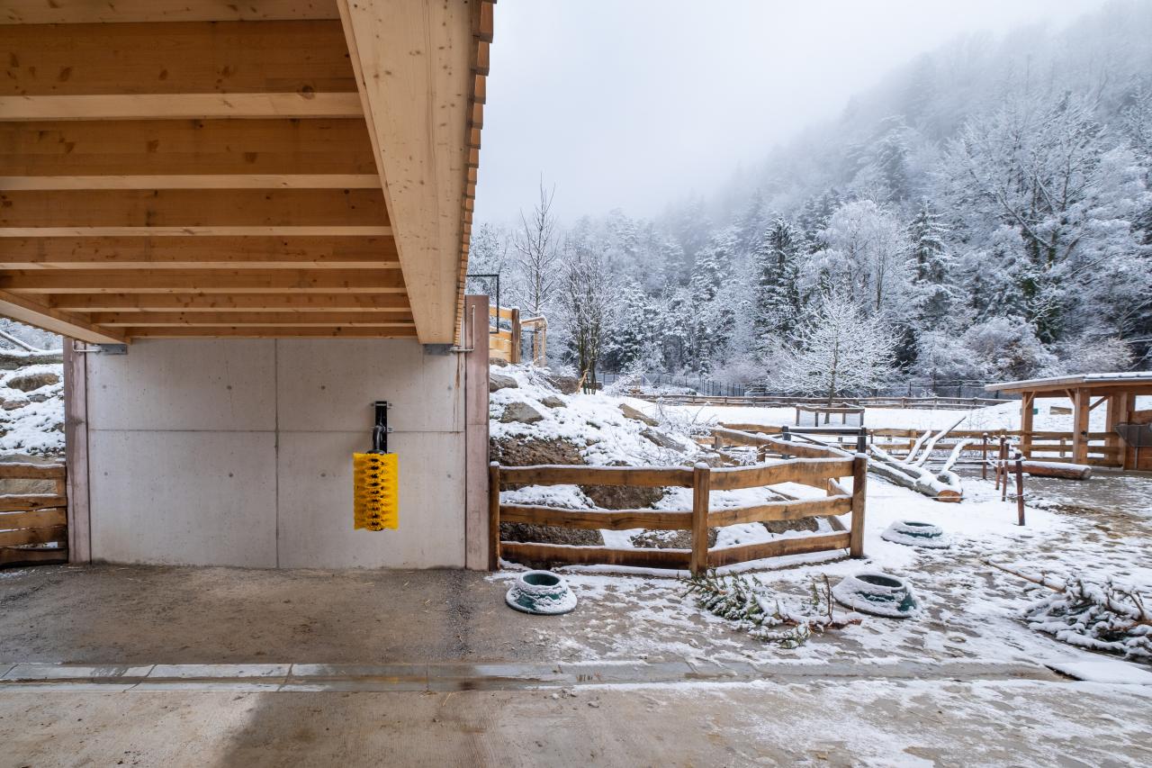 kratzbuerste-im-schnee