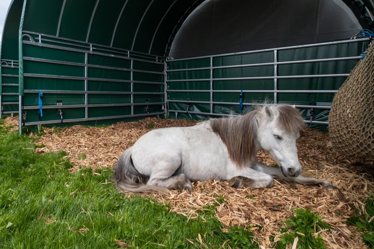 pony-in-einem-weidezelt