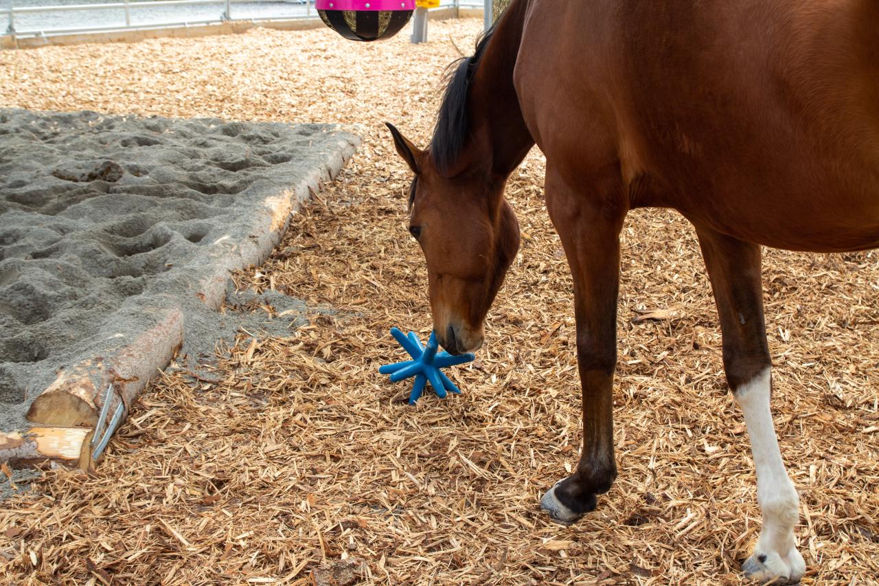 spielstern-mit-pferd