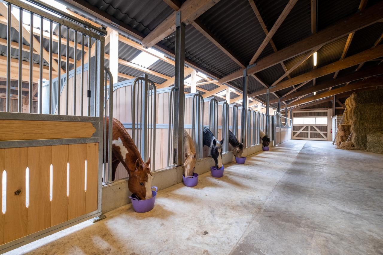 fresszaun-mit-pferden