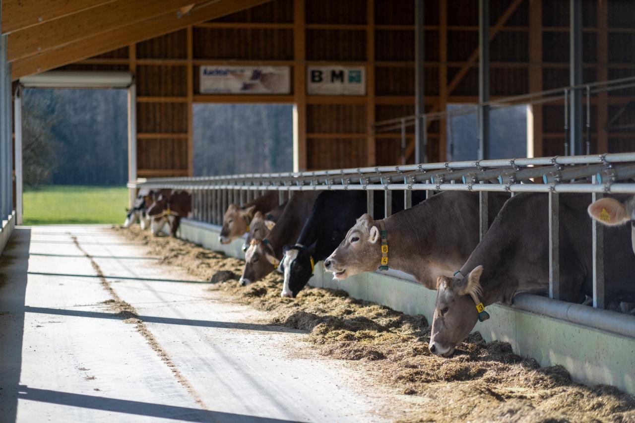referenzobjekt-herrenhof-feedbox-5