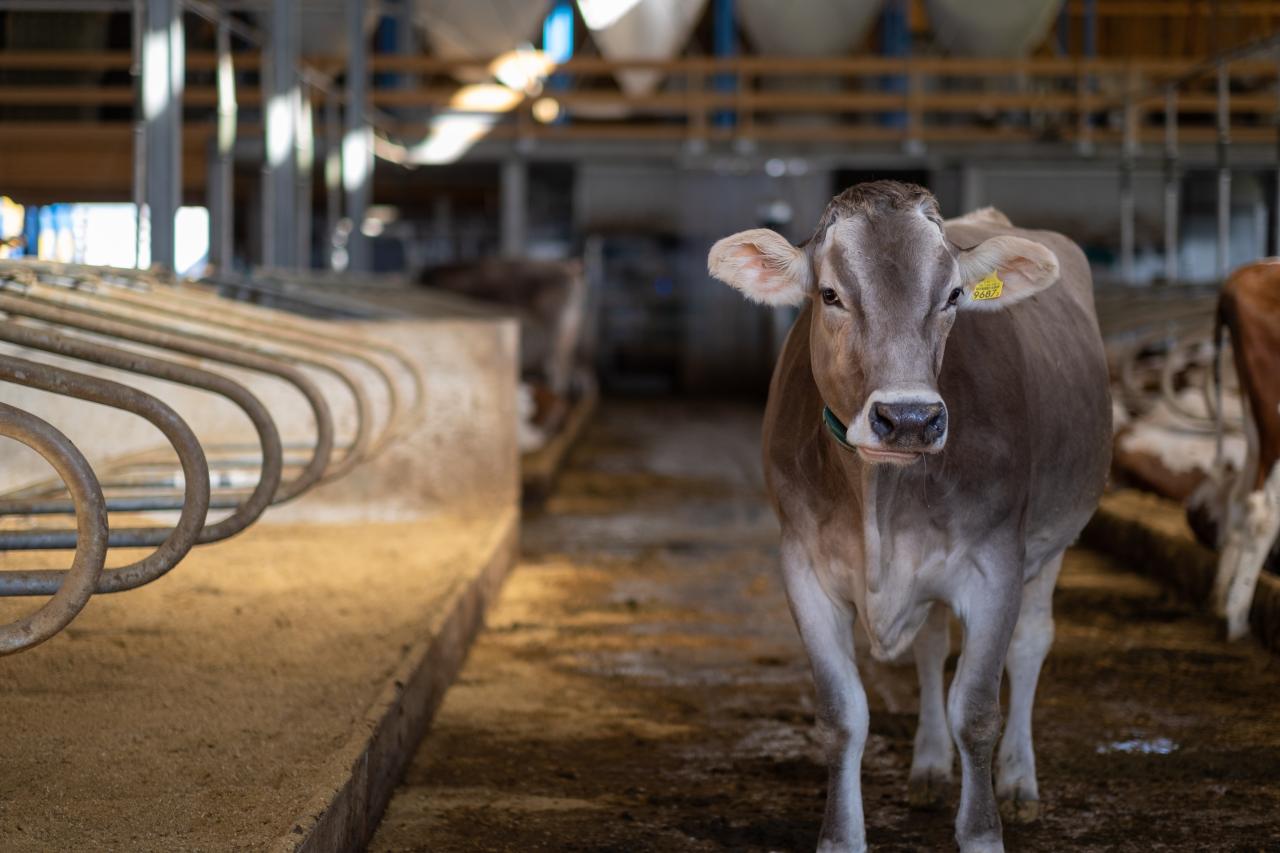 referenzobjekt-herrenhof