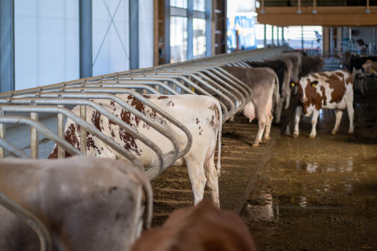 referenzobjekt-feedbox-herrenhof