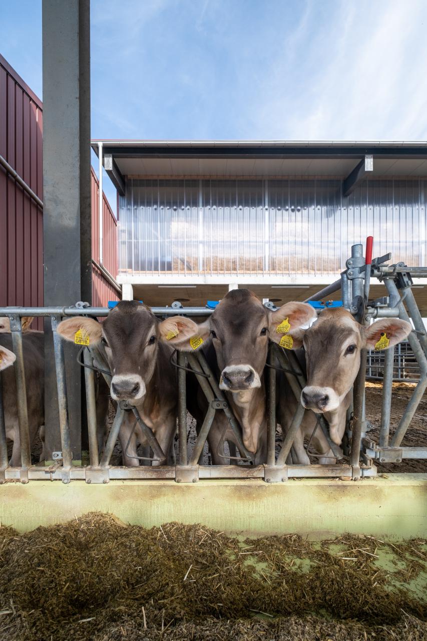 fressgitter-in-oberriet-9