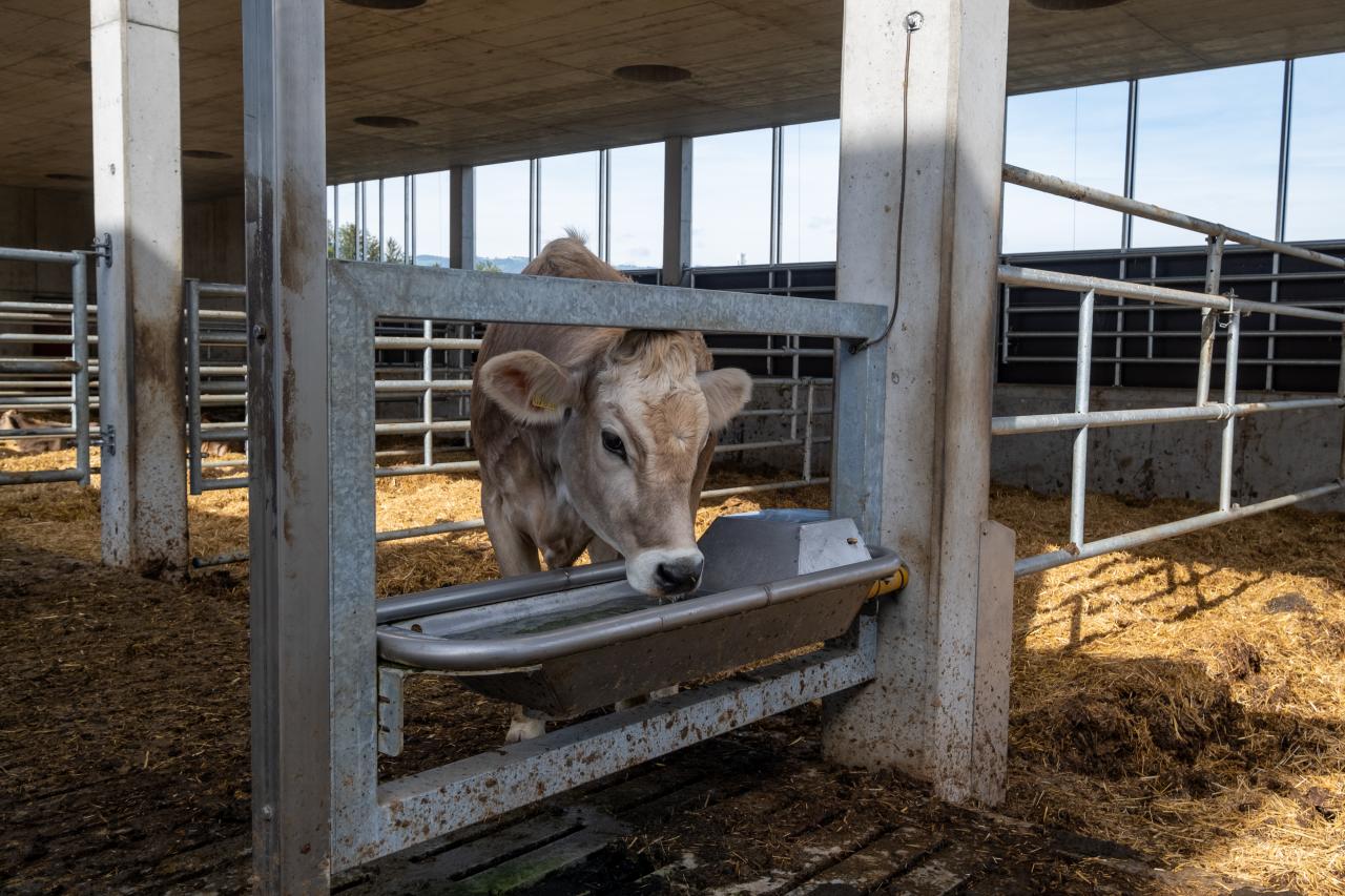 tränketrog-in-oberriet-6