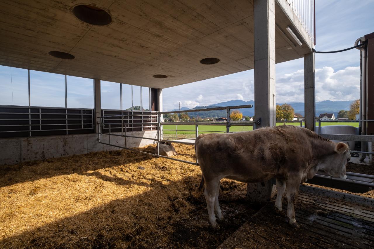 tiefstreu-in-oberriet-8