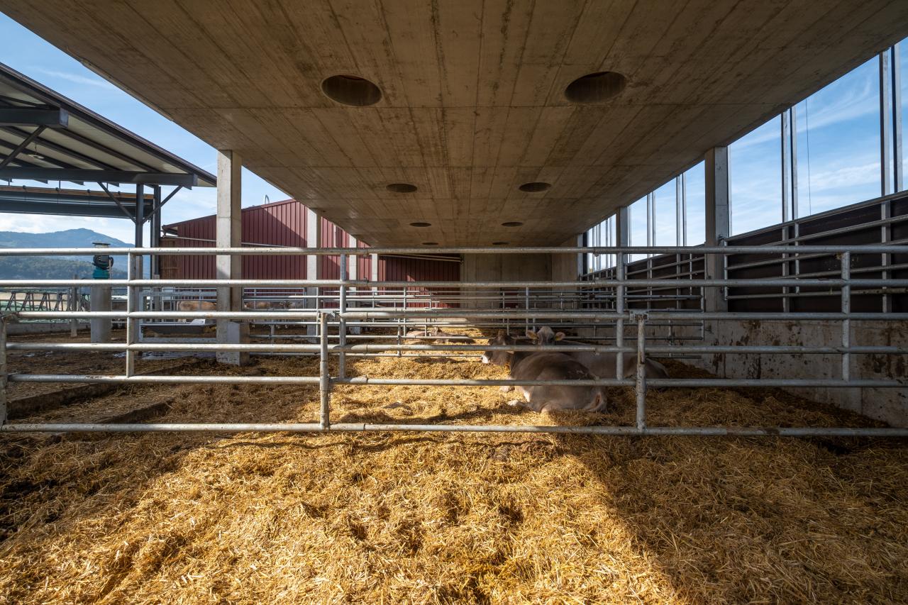 tiefstreu-in-oberriet-7