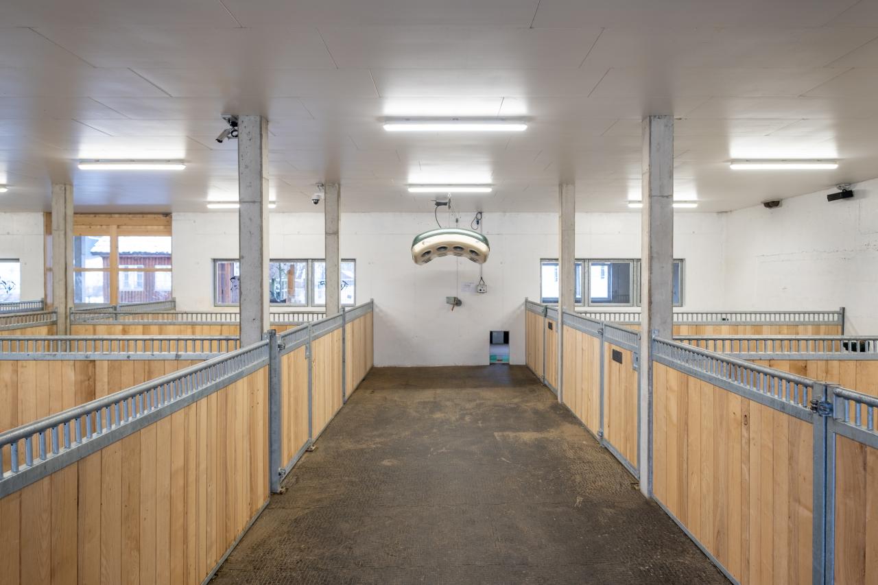 pferdestall-neubau-sozialkontakt