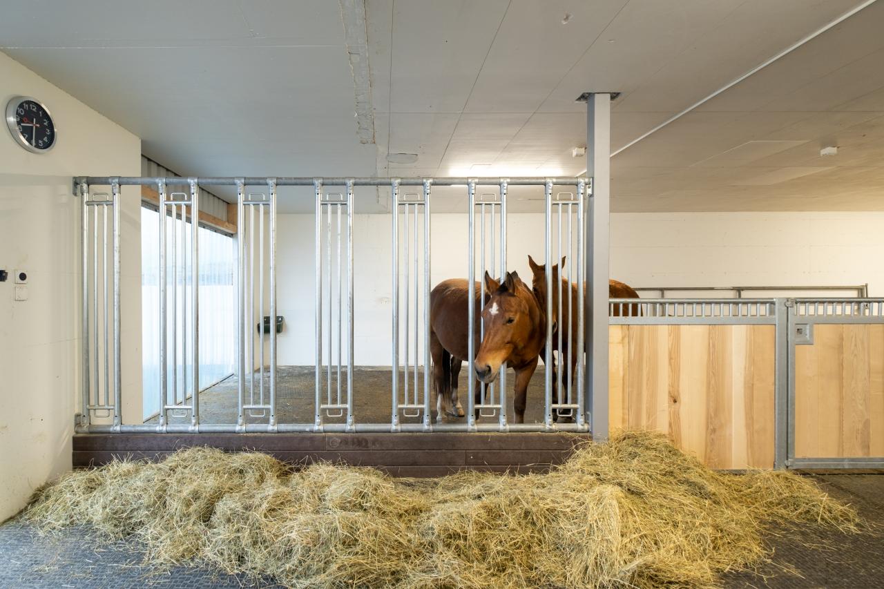 flexibels-pferdehaltungssystem-gruppen-oder-einzelhaltung-5