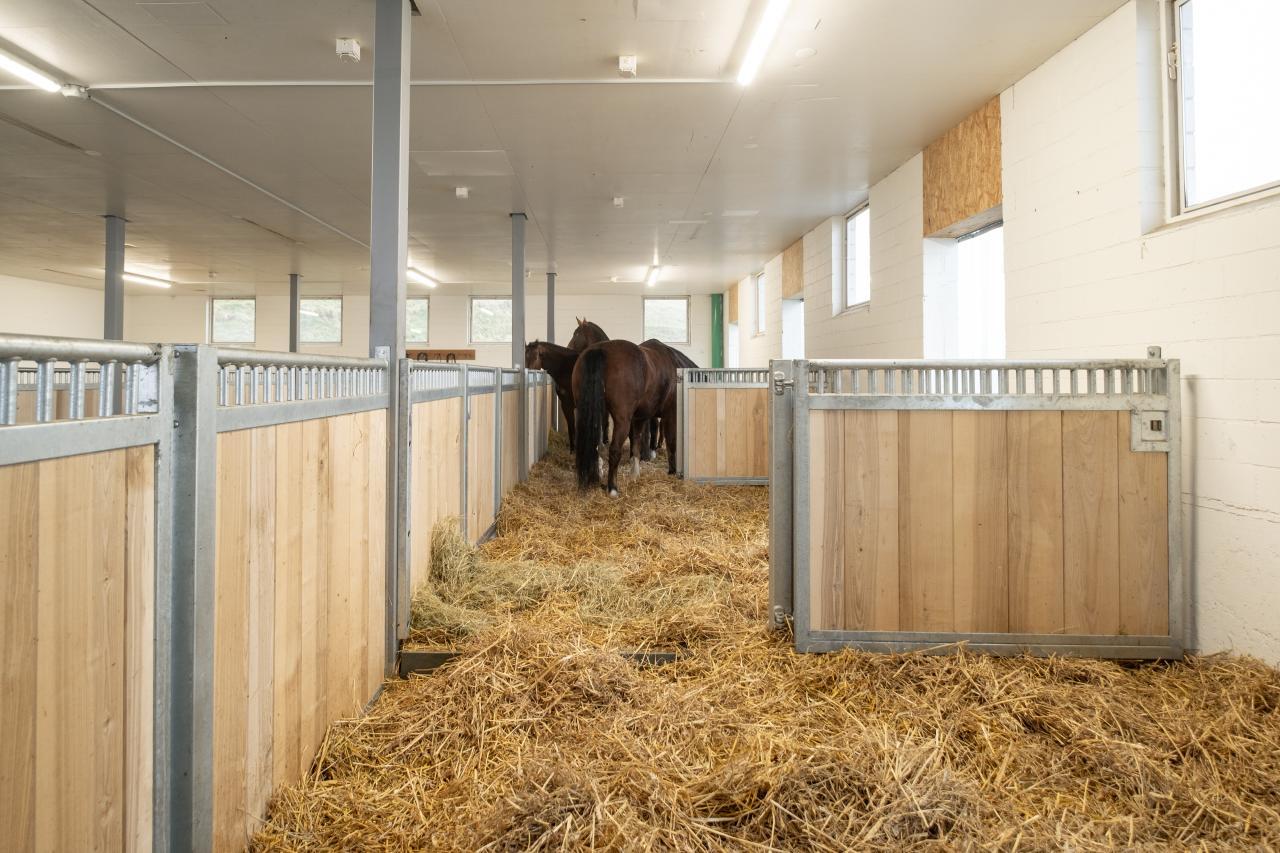 flexibels-pferdehaltungssystem-gruppen-oder-einzelhaltung-2