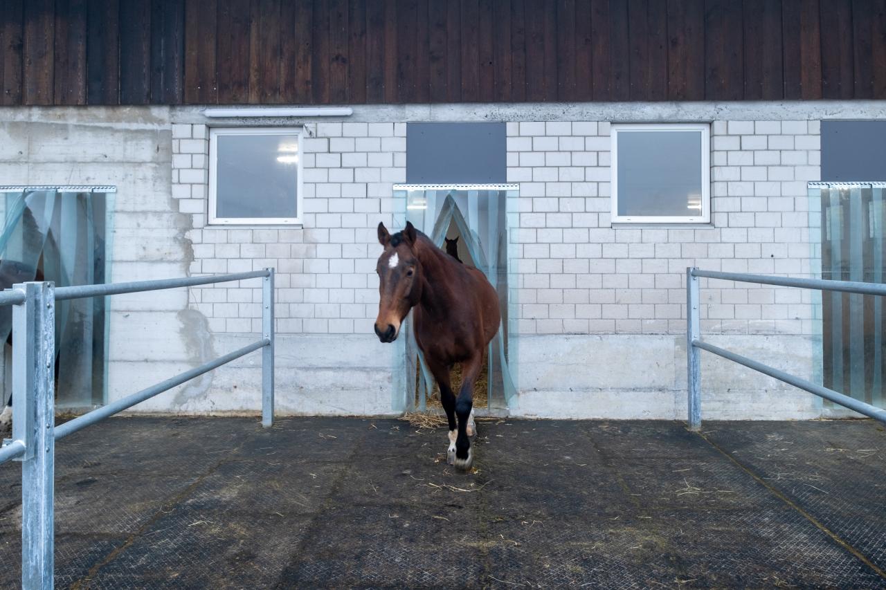 flexibels-pferdehaltungssystem-gruppen-oder-einzelhaltung-8