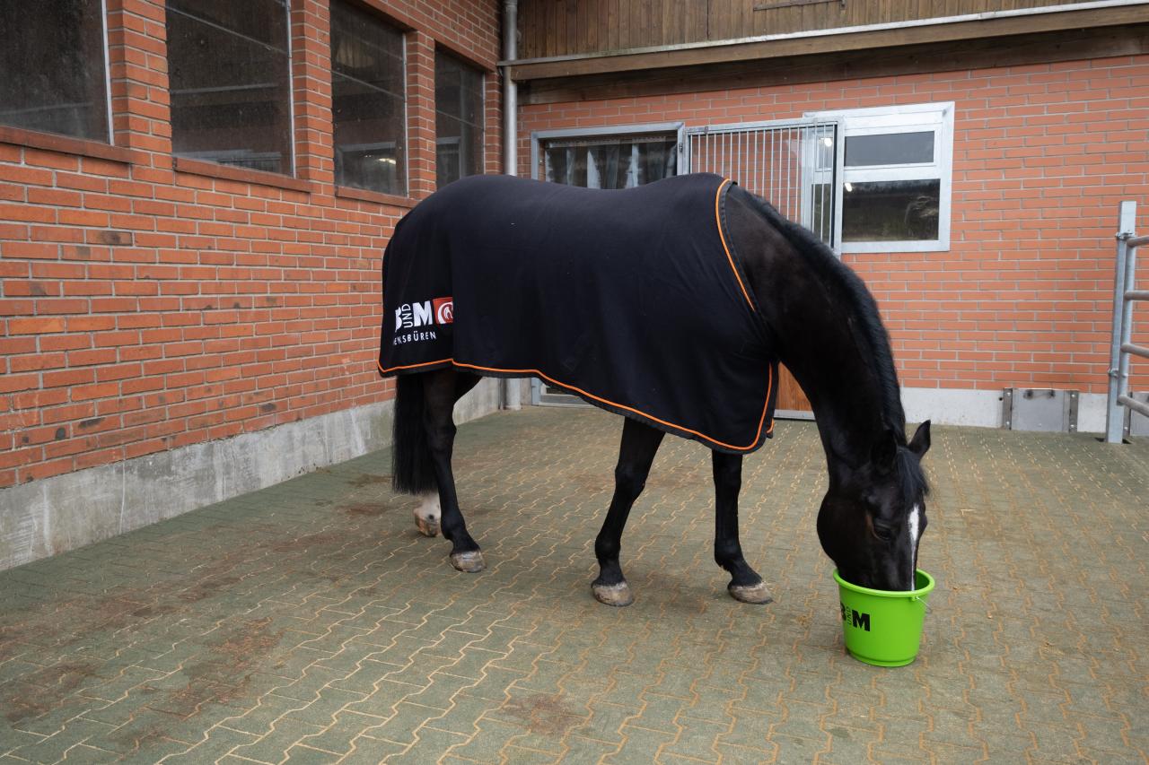 grosszuegige-pferdeboxen-fricktal-auslauf-pferd-bm