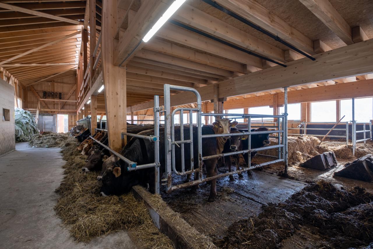 mastviehstall-neubau-graubuenden-abtrennungen