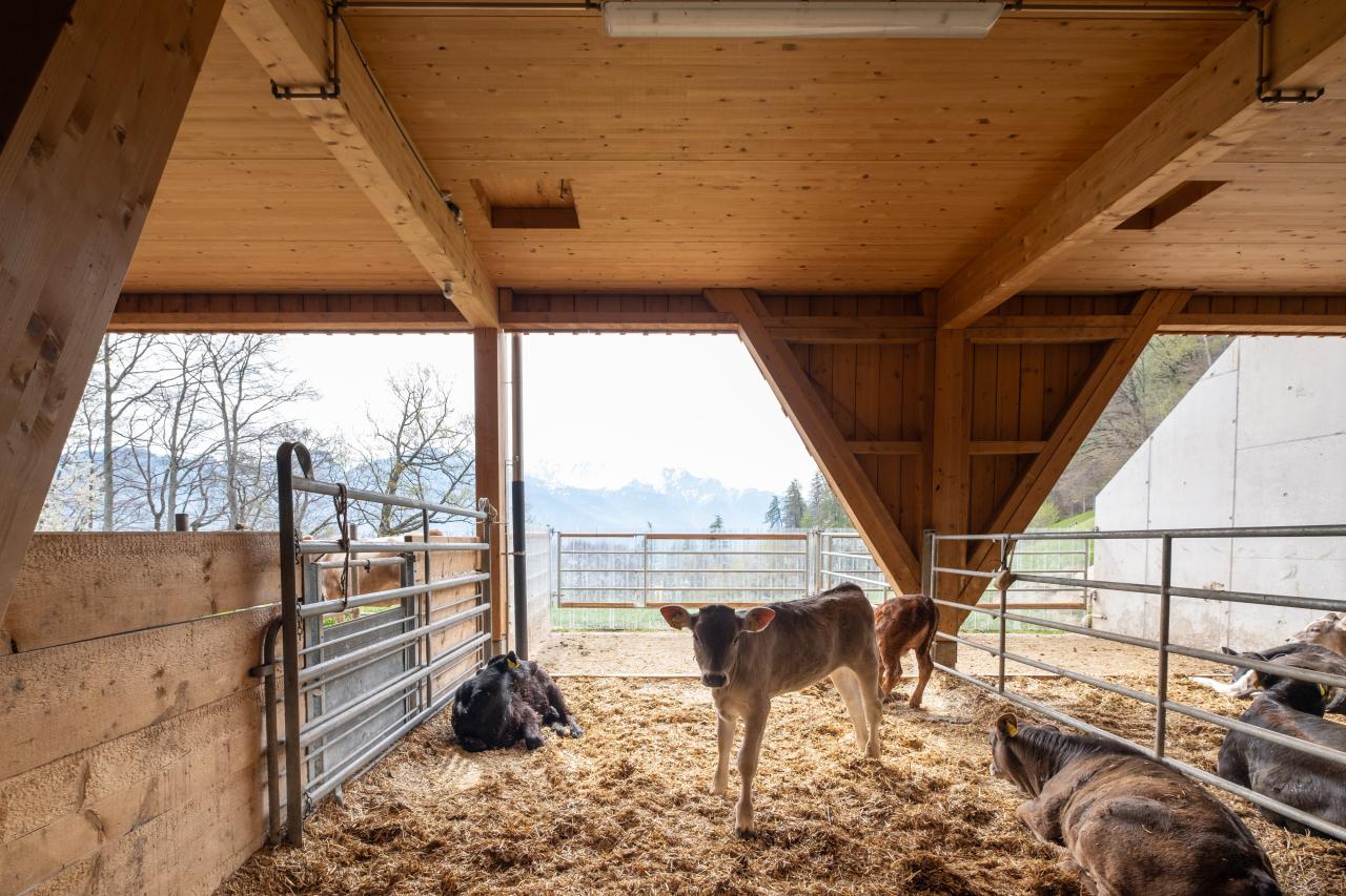 mast-und-zuchtstall-mastrils-4