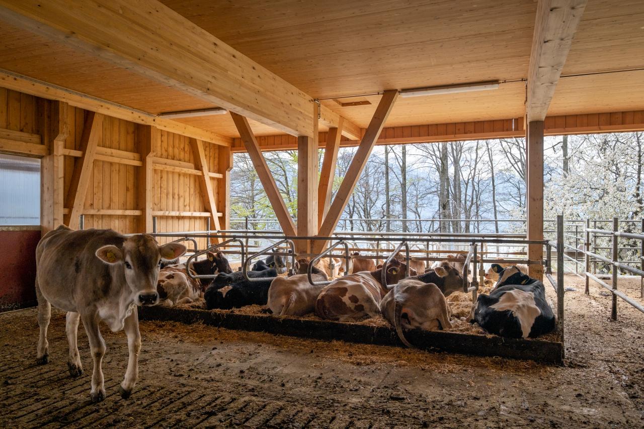 mast-und-zuchtstall-mastrils-5