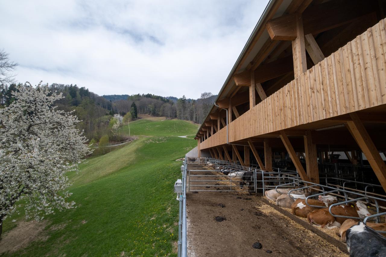 mast-und-zuchtstall-mastrils-6