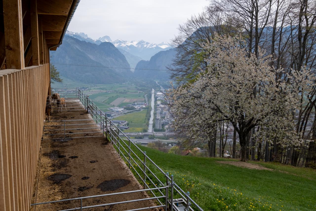 mast-und-zuchtstall-mastrils-7