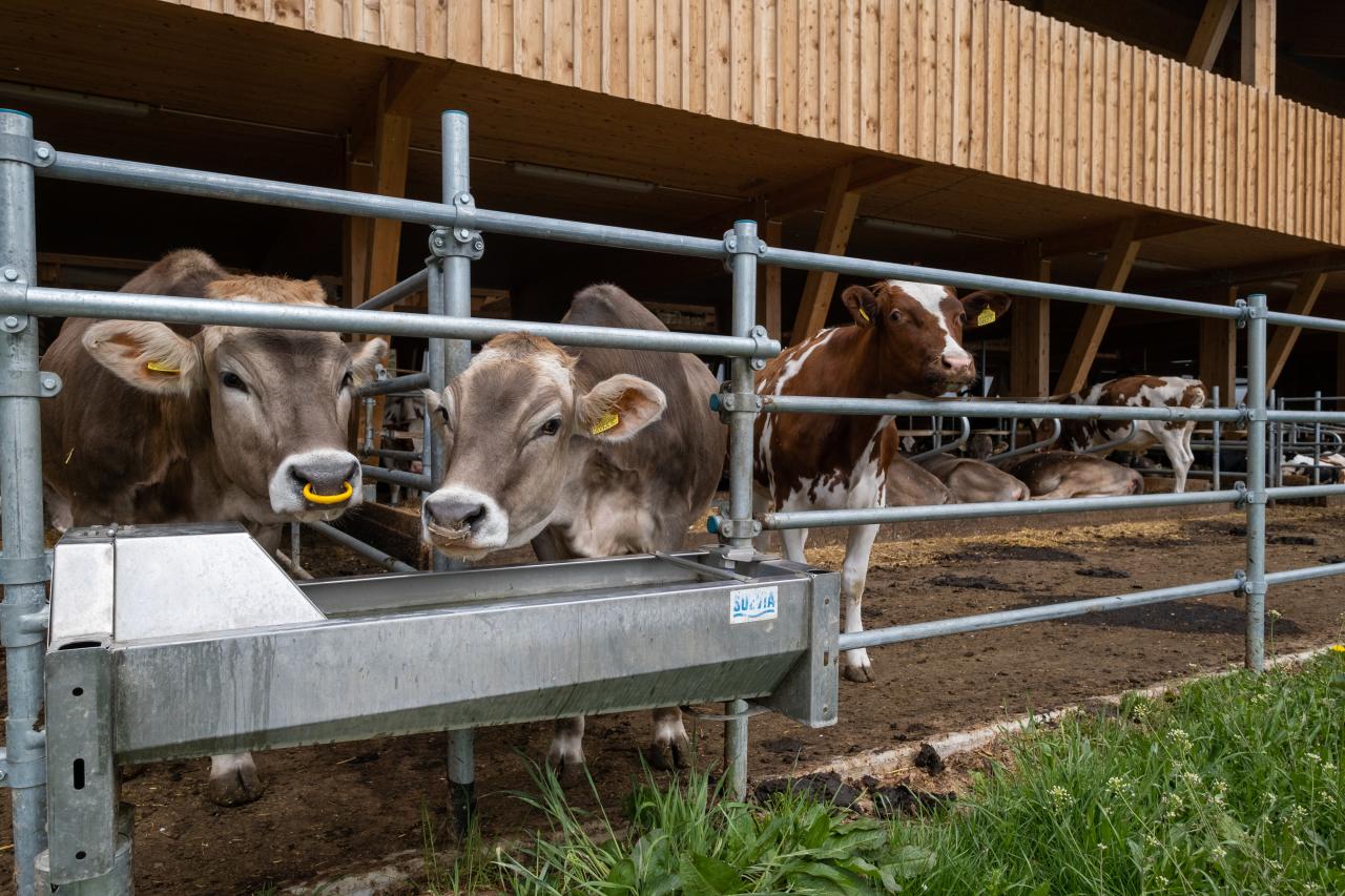 mast-und-zuchtstall-mastrils-8