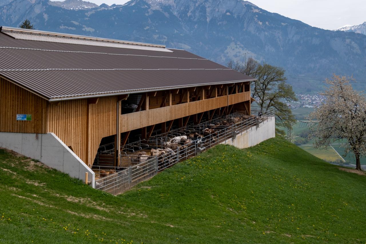 mast-und-zuchtstall-mastrils-1