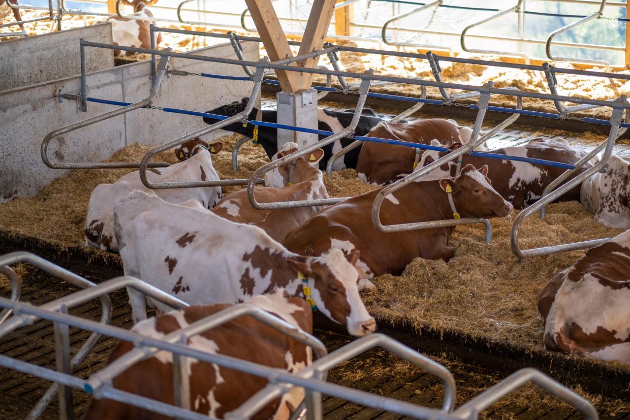 liegeboxen-swing-referenzen-2