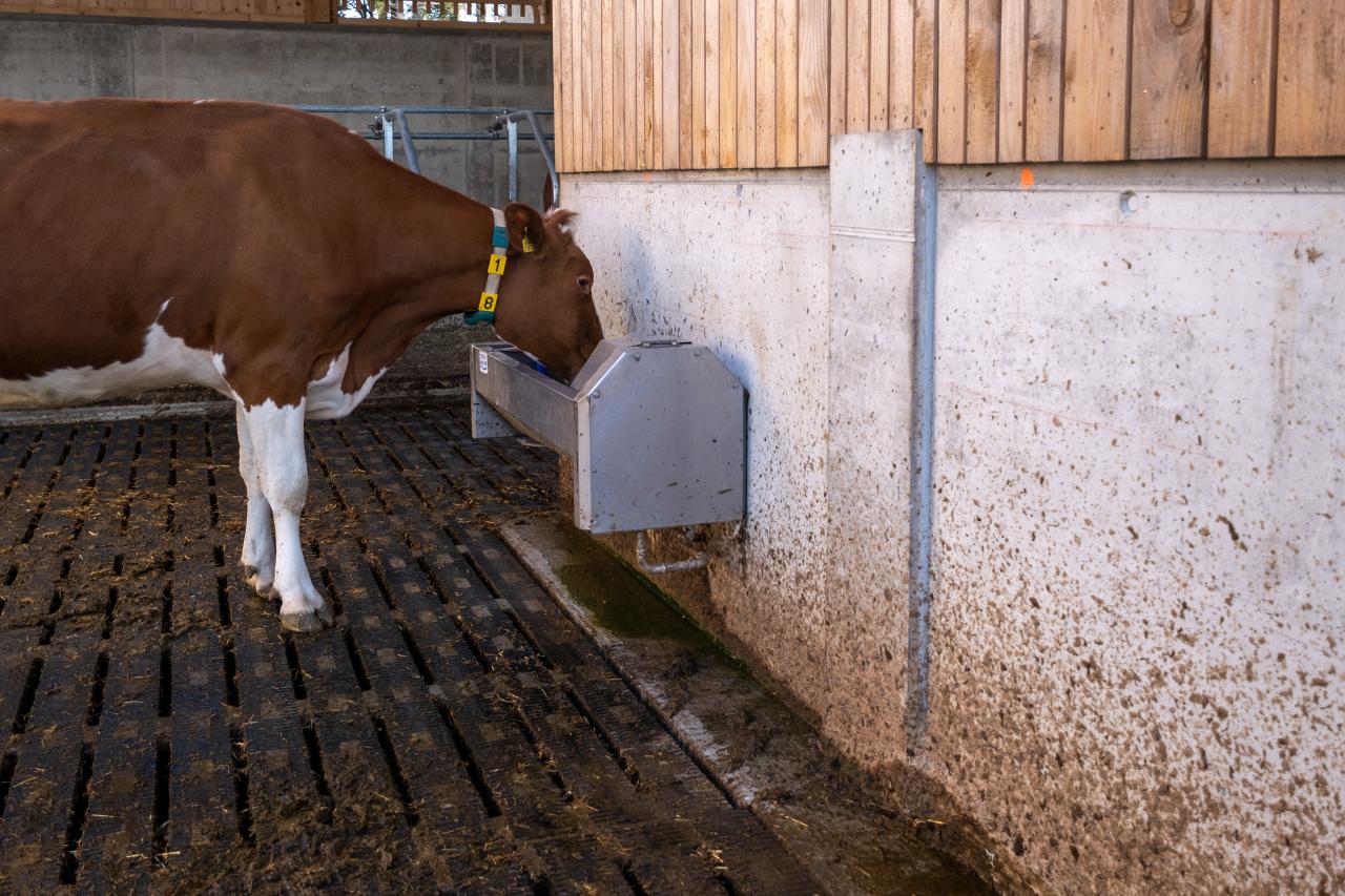 traenketroege-im-laufhof