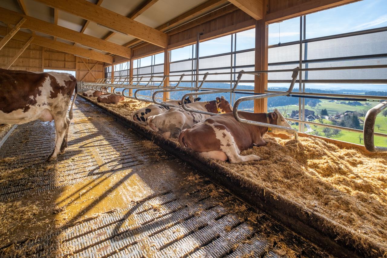 liegeboxen-swing-referenzen-1