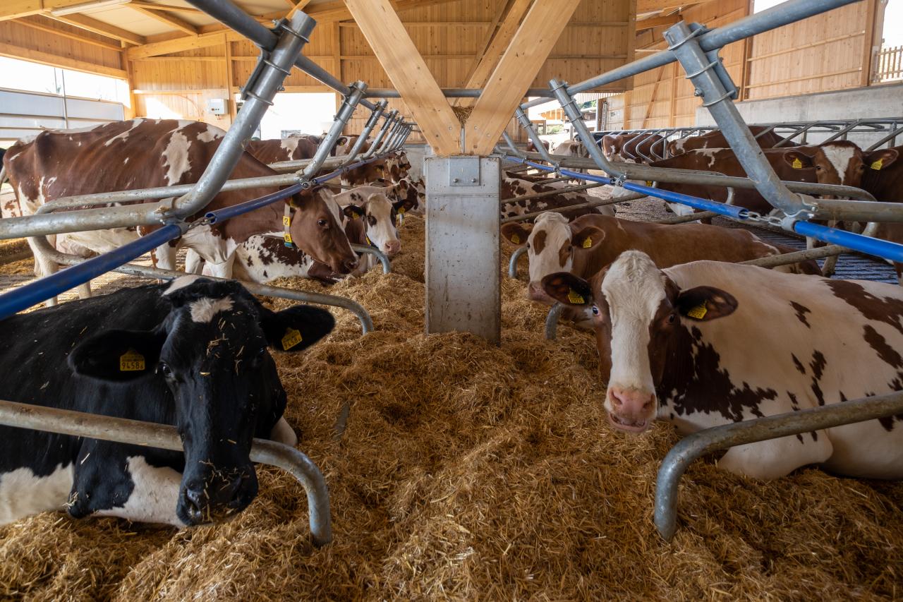 liegeboxen-swing-referenzen-3