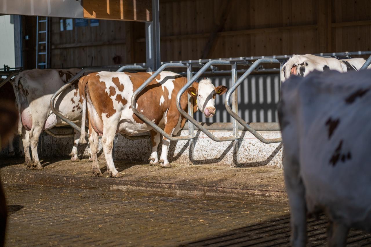 liegeboxen-swing-referenzen-5