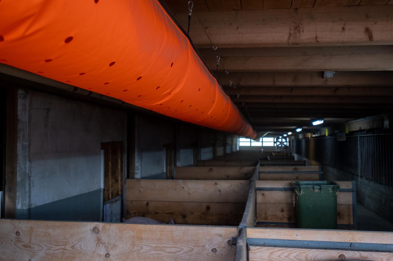 lueftungsschlauch-im-schweinestall-1
