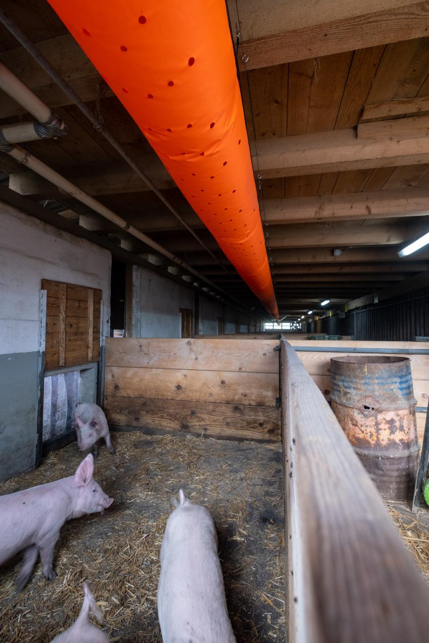 lueftungsschlauch-im-schweinestall-4