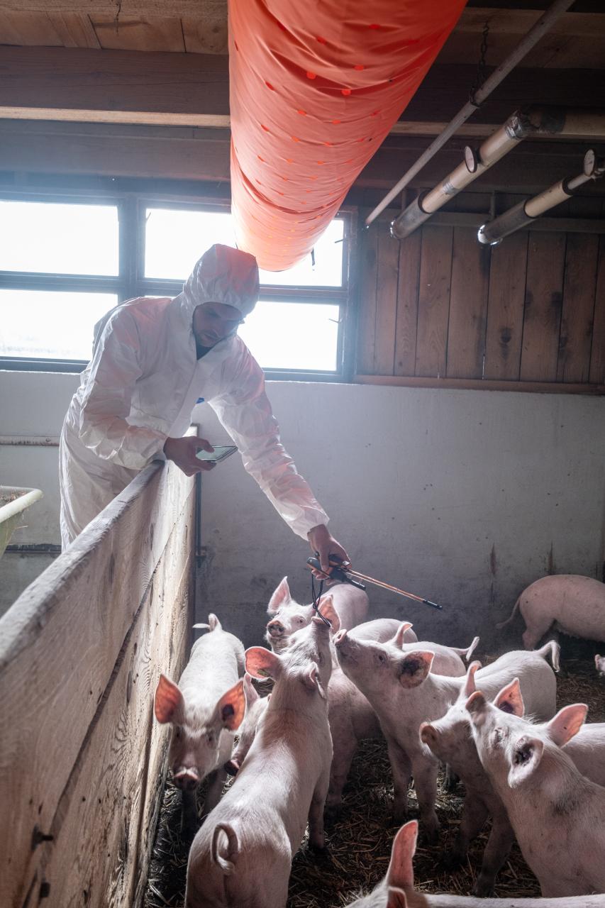 lueftungsschlauch-im-schweinestall-3