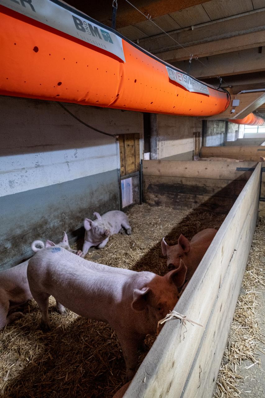 lueftungsschlauch-im-schweinestall-2