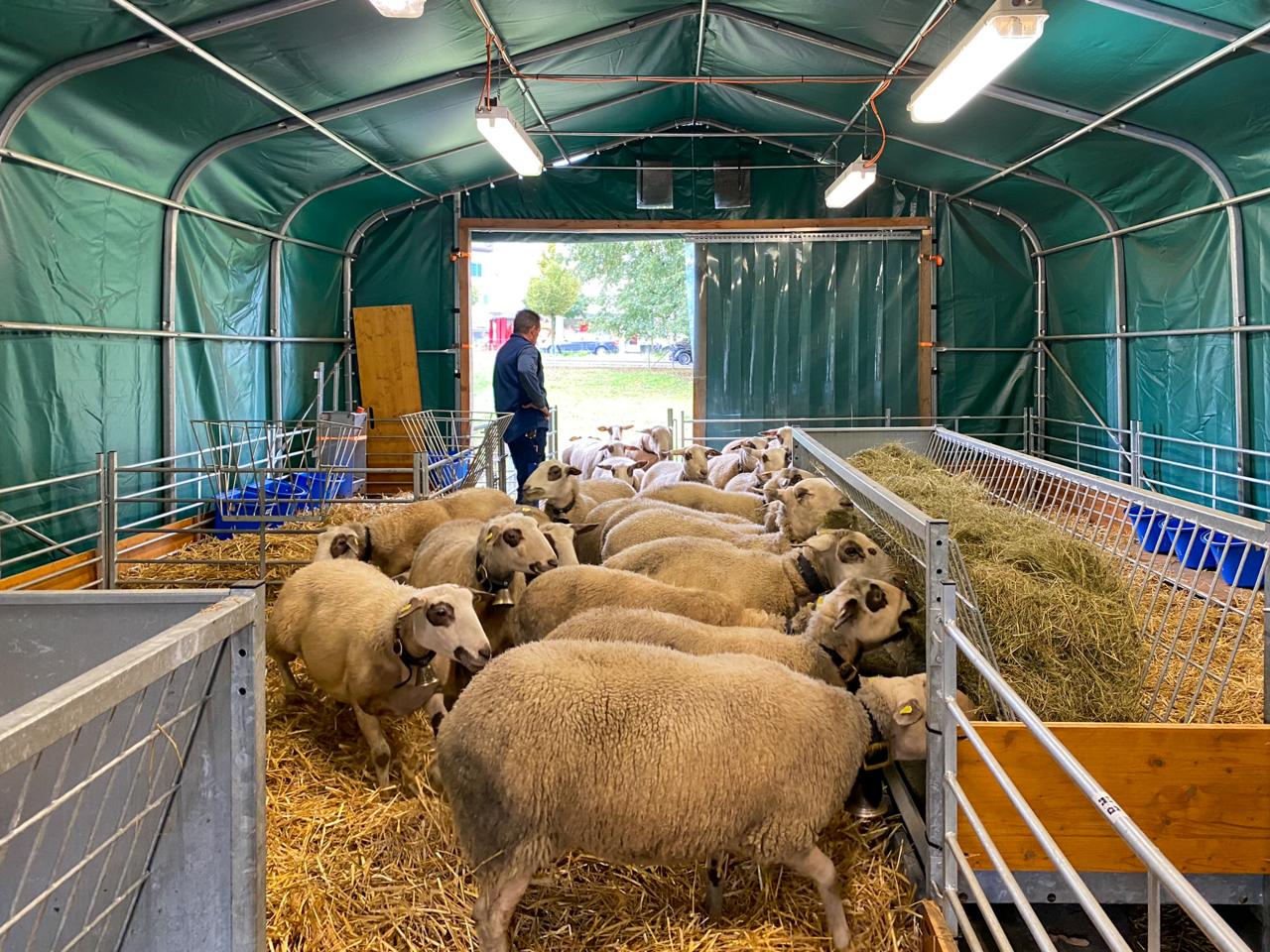 schafstall-in-windisch-3