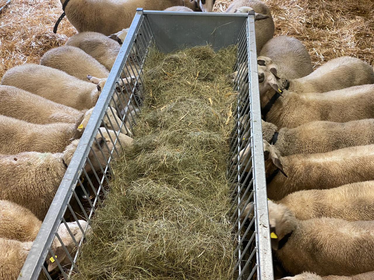 raufutter-raufe-schafe-1