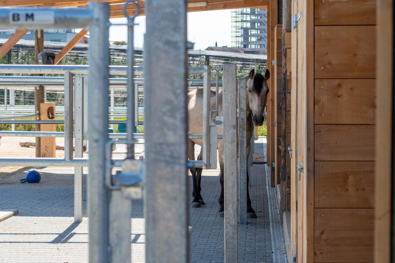 referenz-pferdehof-cham-7