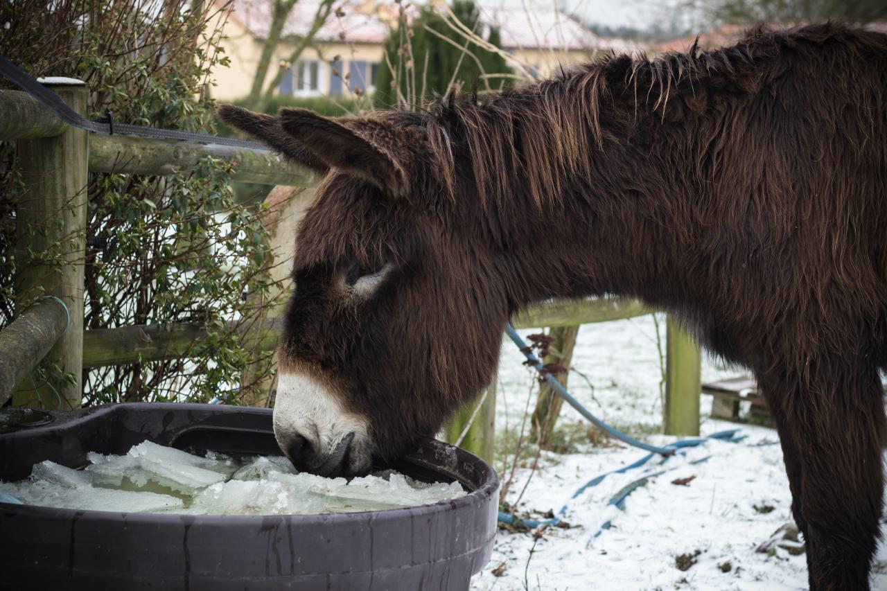 frost-winter-stall