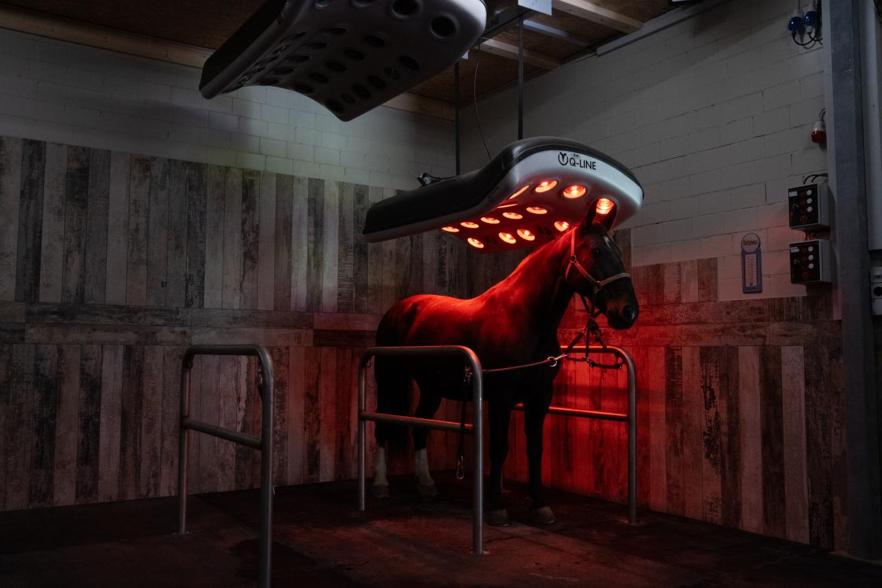 fahr-und-pensionsstall-8